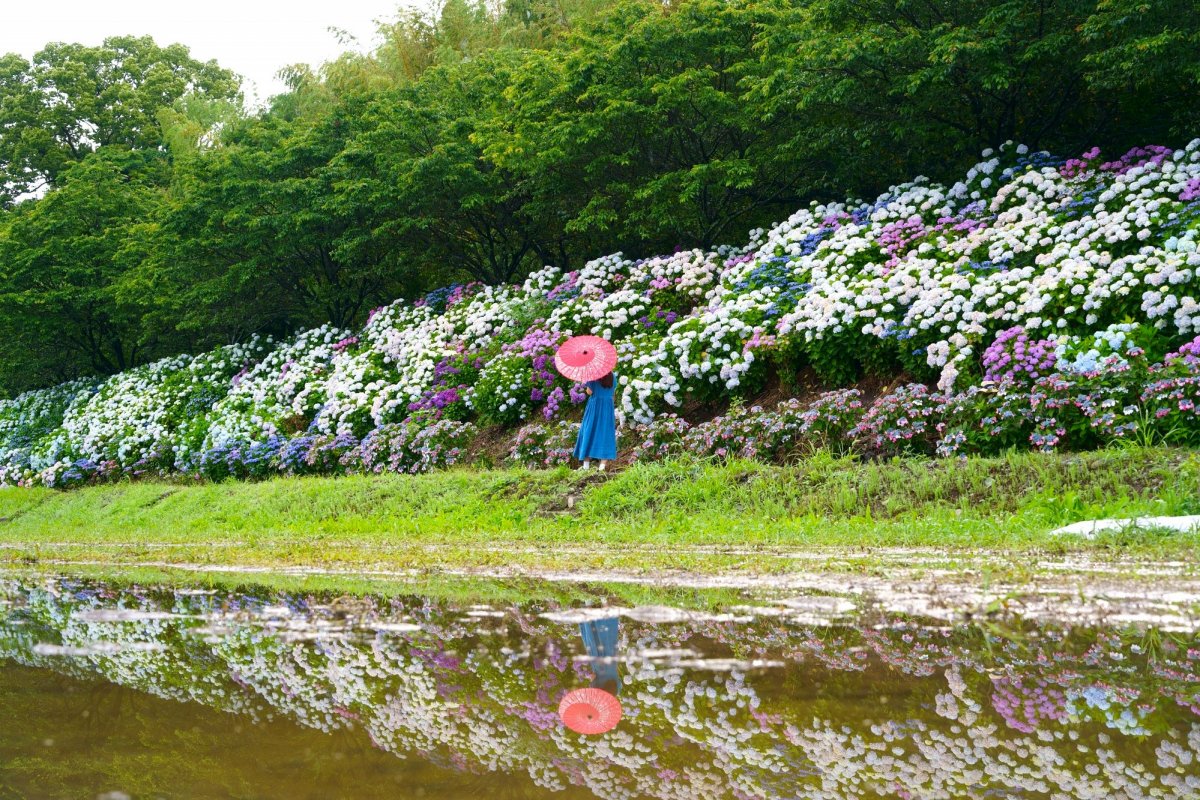 【2025年最新版】梅雨の四国、紫陽花（あじさい・アジサイ）の名所20選！